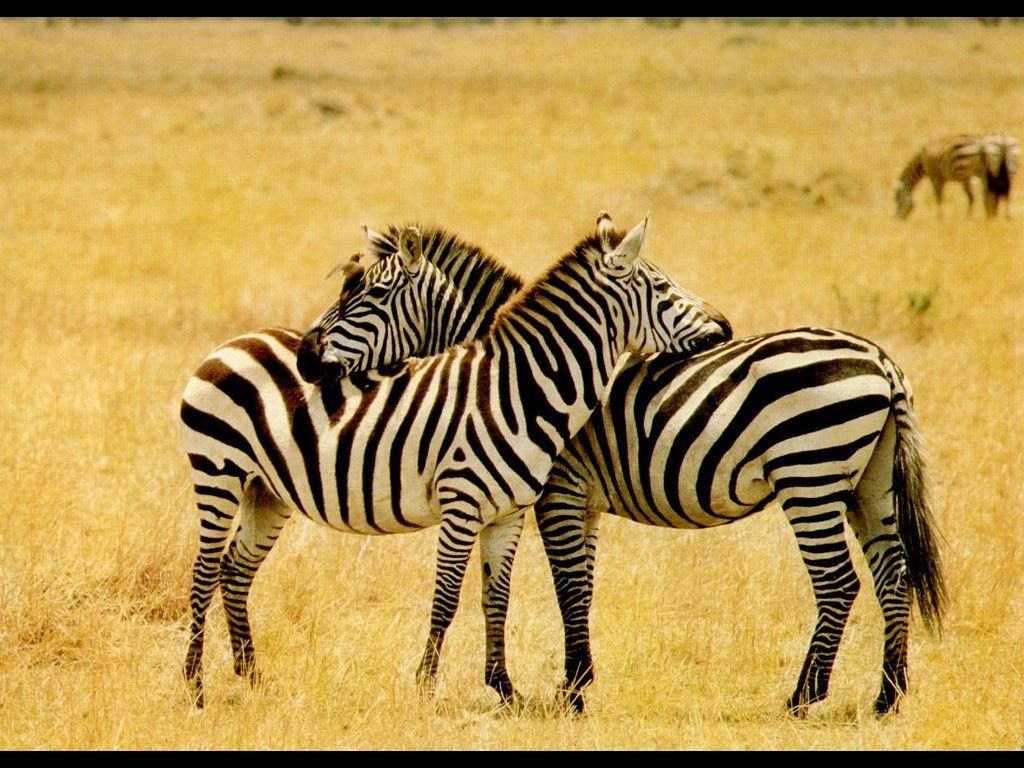 zebry
