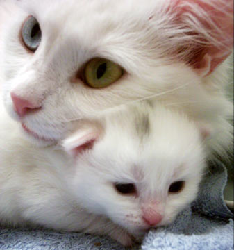 turkish-angora-0013[1]