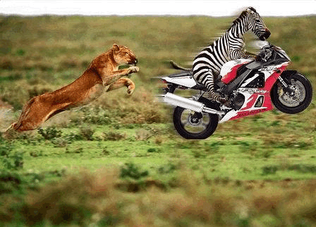 zebra%20lion[1].jpg